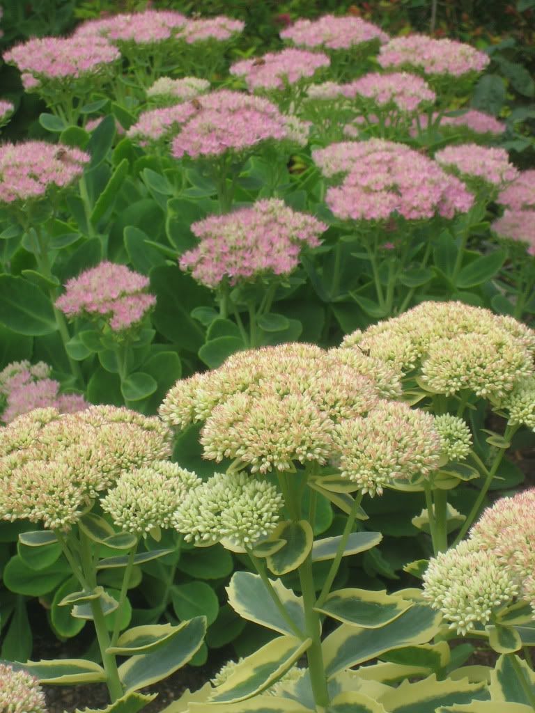 Autumn Charm &amp; Suzie sedum